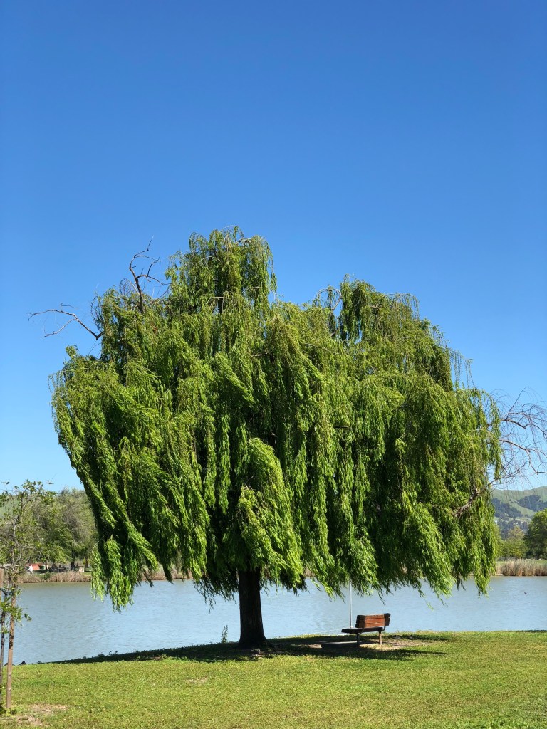 LvAa7imsQEuSoOKlplqk4g